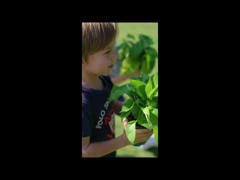 Wisdom Pinewood Planting Shelf – Gardening Table for Kids | Ages 3+ wisdom